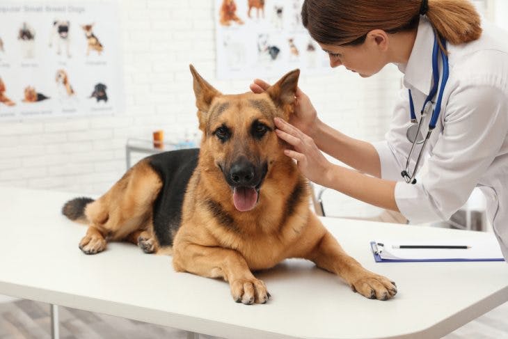 German shepherd is in the vet clinic