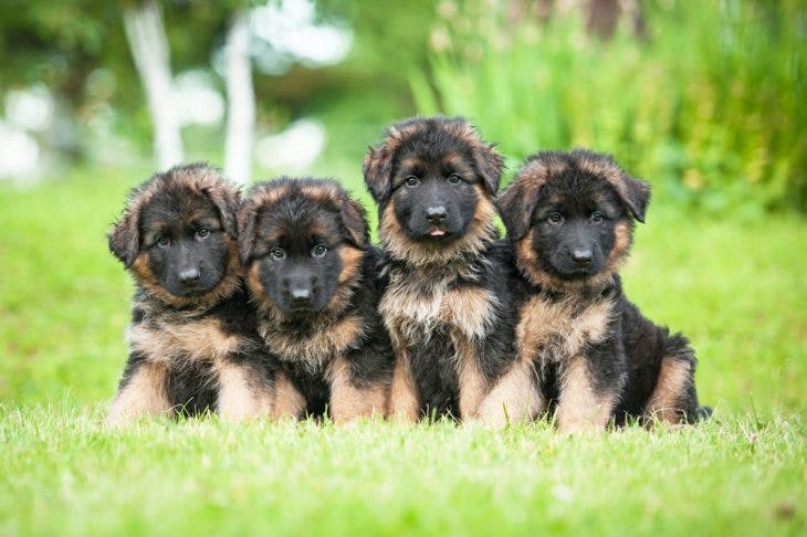 German shepherd four puppies