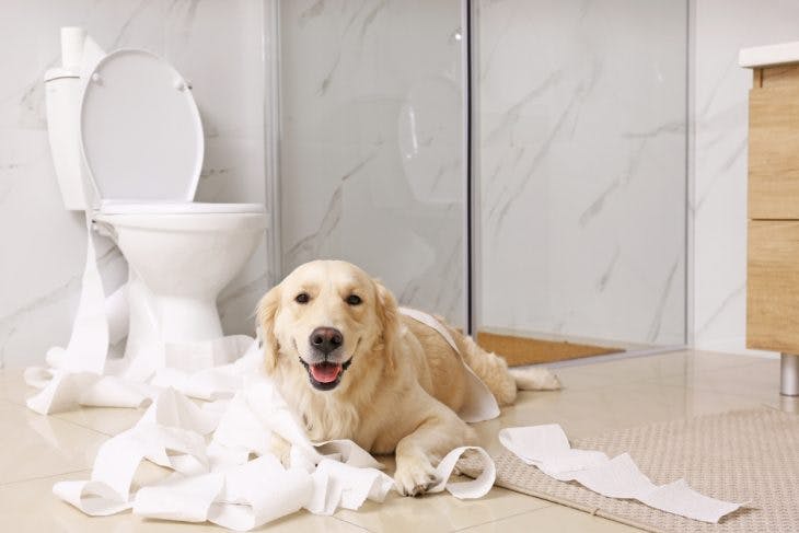 Labrador lying on the floor with the toilet paper