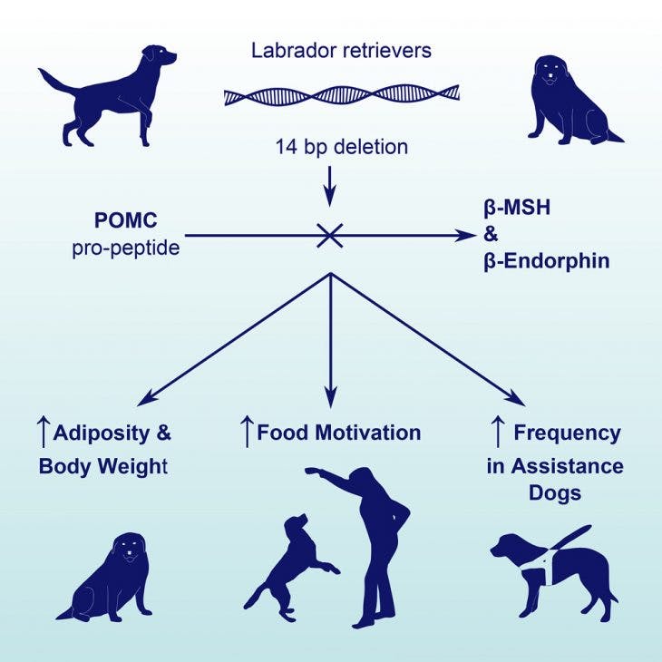 A Deletion in the Canine POMCGene Is Associated with Weight and Appetite in Obesity-Prone Labrador Retriever Dogs 
