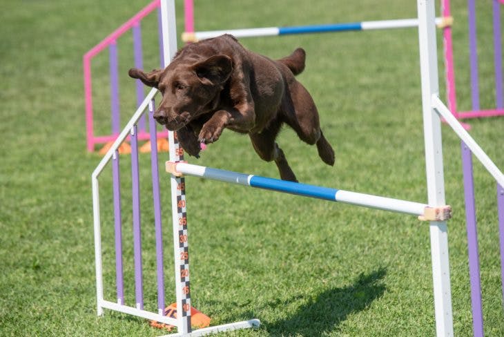 Labrador running and jumping