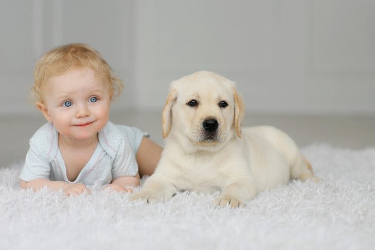 Little girl with the labrador pupy