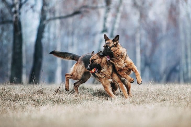 Two german shepherds playing with a ball