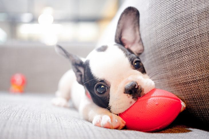 French bulldog puppy playing with a toy