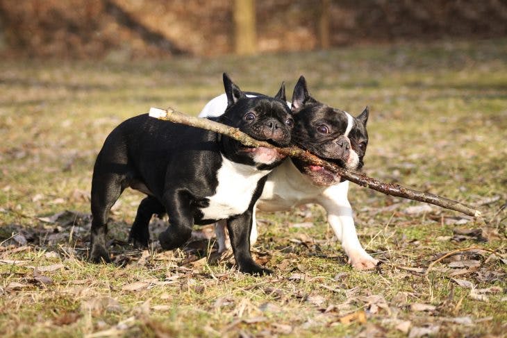Two french bulldogs are playing outdoors
