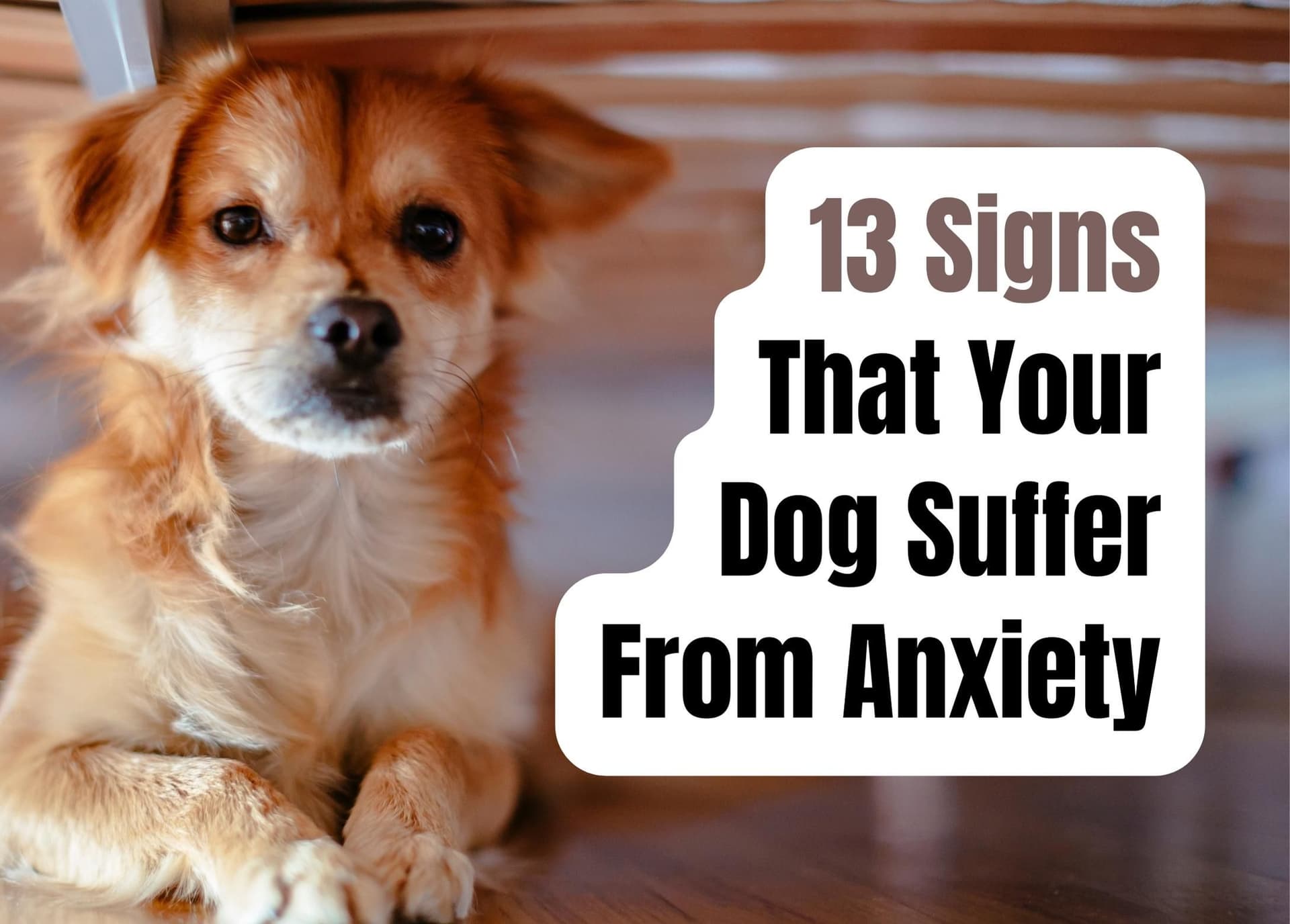 A closer look at Dogs Anxiety When Left Alone