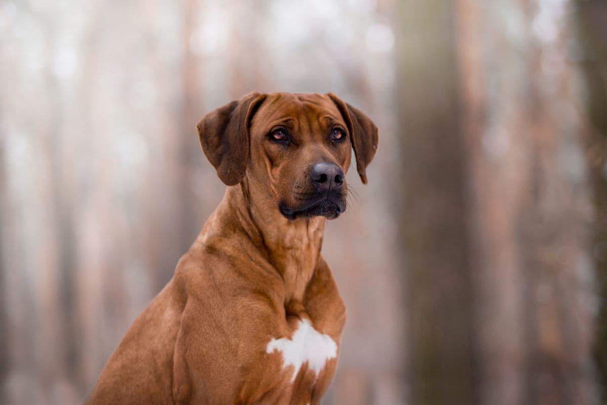 Five Lovable Personality Traits of the Rhodesian Ridgeback