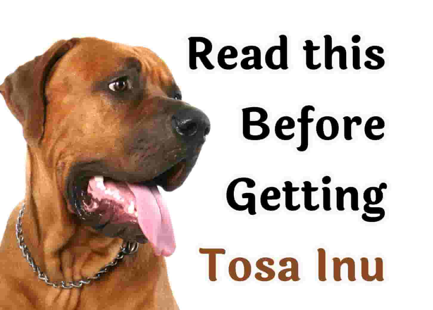 7 Things to Know Before Owning a Rhodesian Ridgeback Pitbull Mix