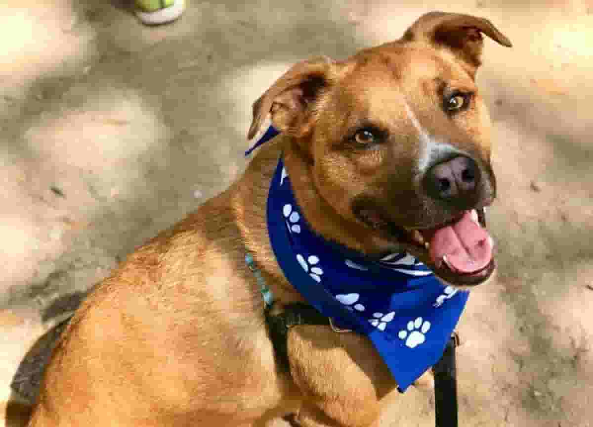 7 Things to Know Before Owning a Rhodesian Ridgeback Pitbull Mix