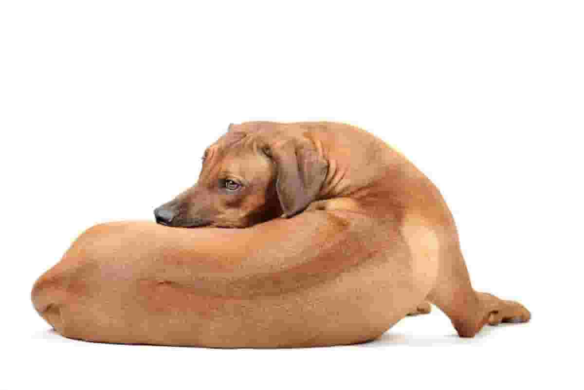 6 Problems to Tackle Before Getting a Rhodesian Ridgeback