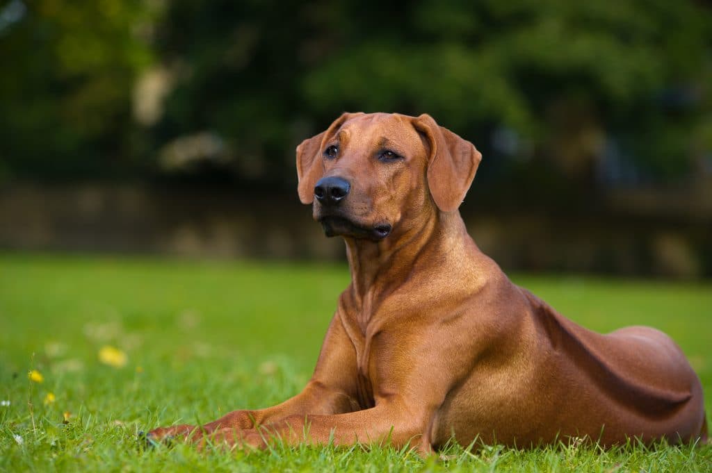 What Causes the Distinctive Ridges on Rhodesian Ridgebacks?