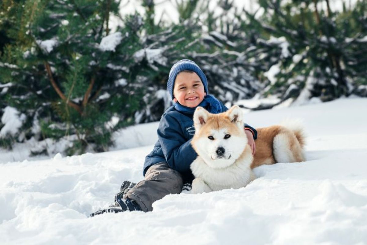 Is the Akita a Good Choice for a Family Pet?