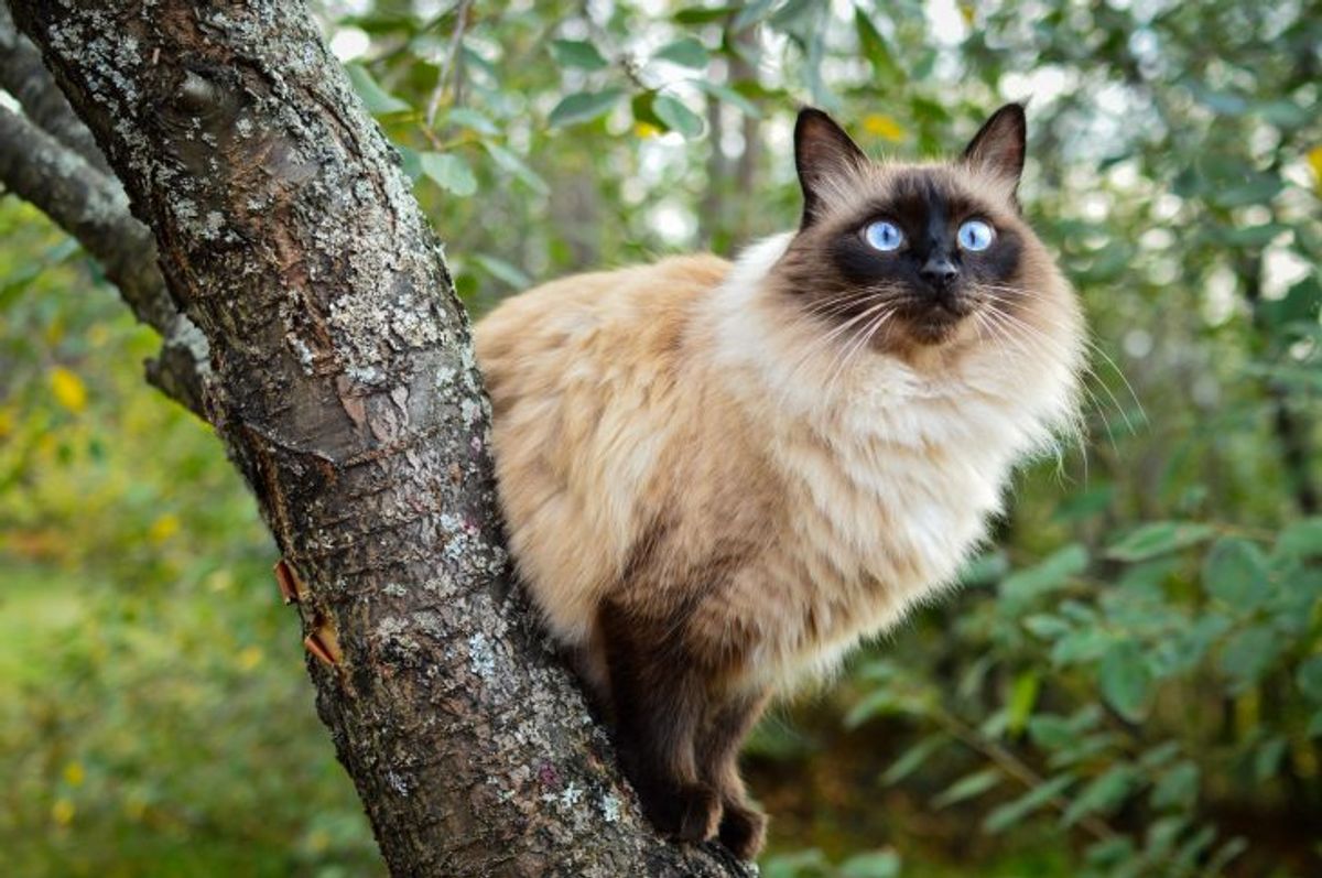 Is the Balinese Cat Hypoallergenic? Advice for Allergy-Suffering Families