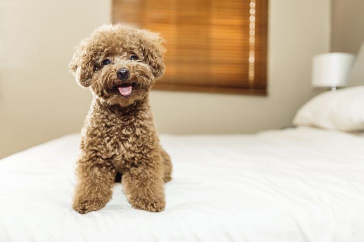 Is the Labradoodle Hypoallergenic? Advice for Allergy-Suffering Families - Pets and Love