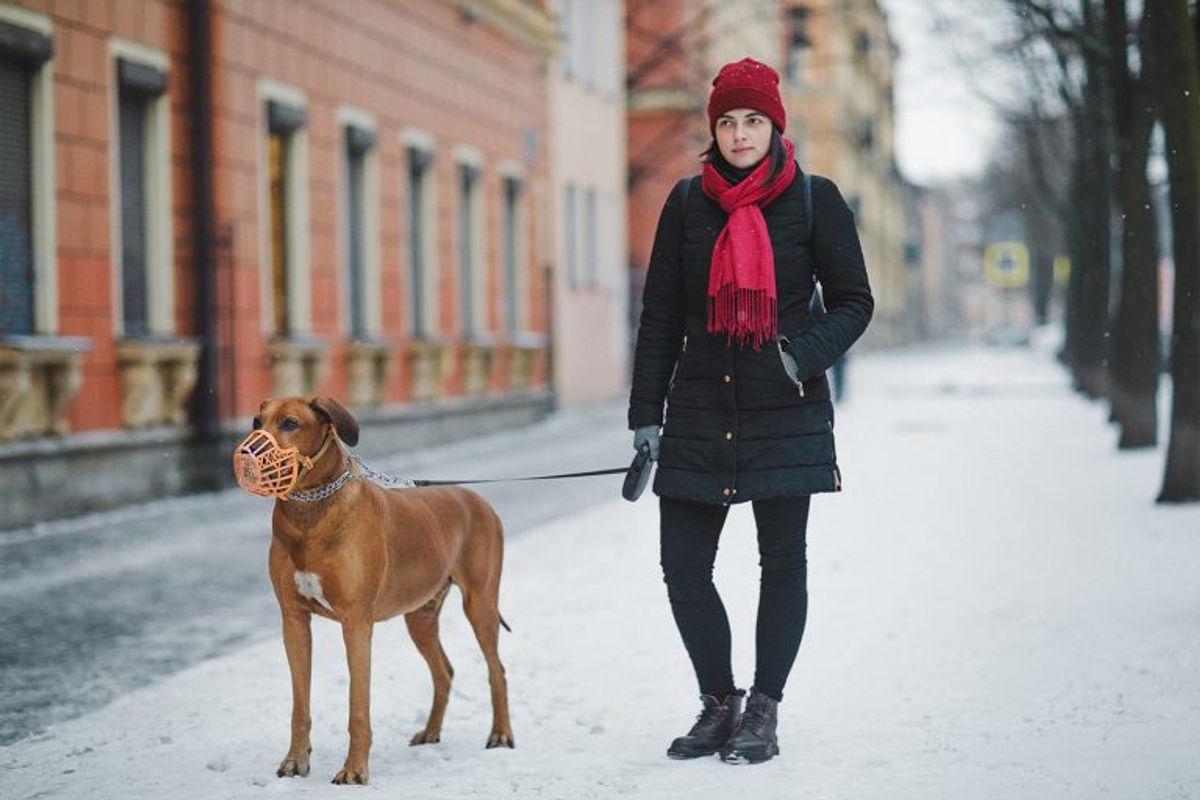 Are Rhodesian Ridgebacks Considered Dangerous Dogs?