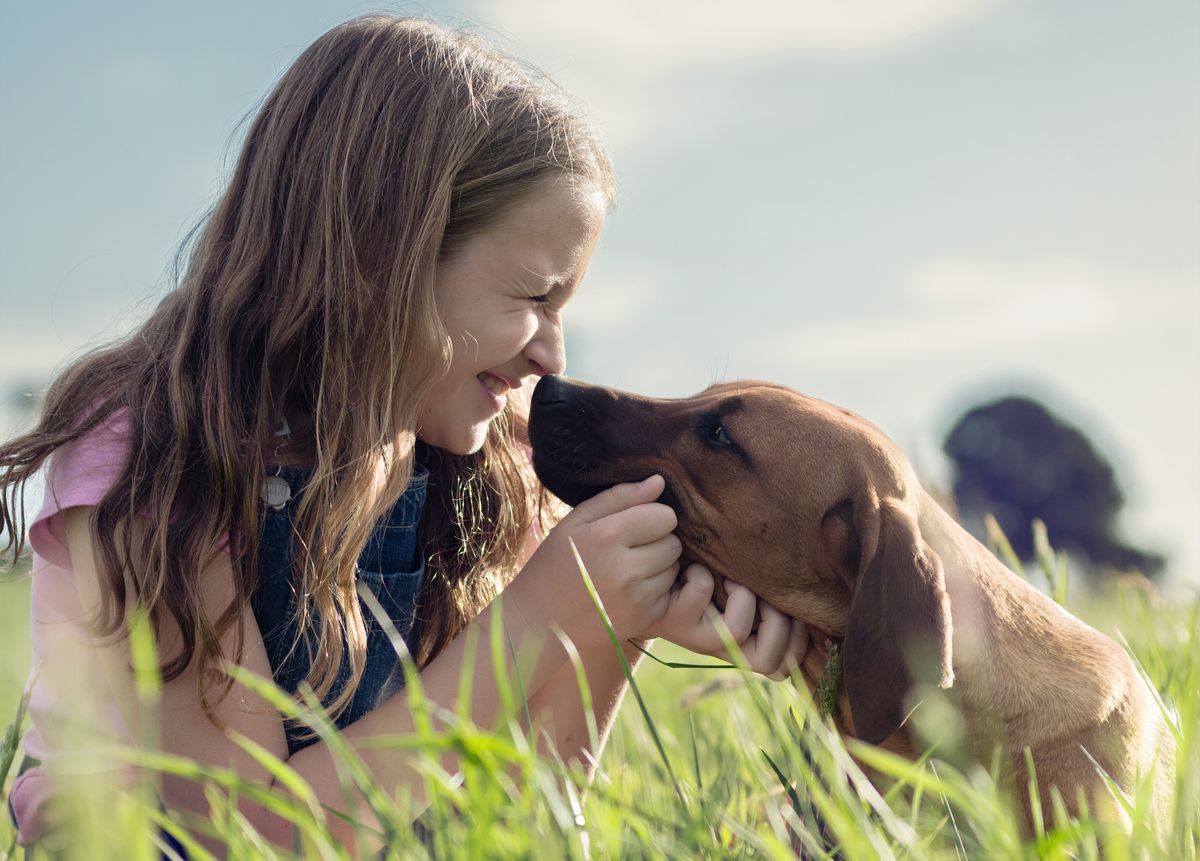 Is the Rhodesian Ridgeback a Good Family Dog for Kids?