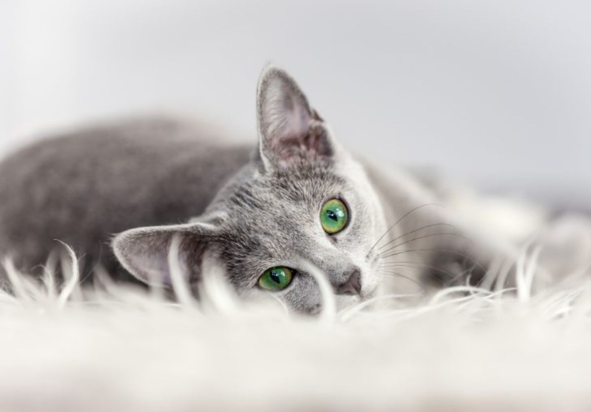 Is the Russian Blue Cat Hypoallergenic? Advice for AllergySuffering