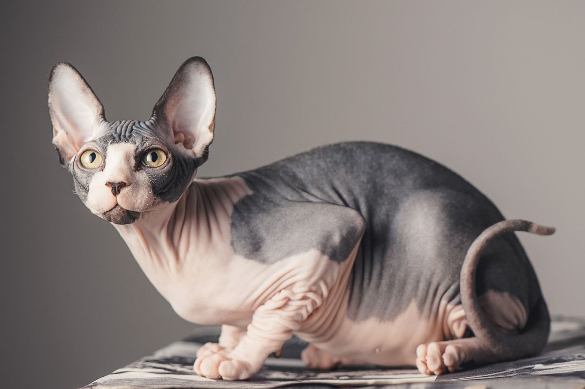 Are Sphynx Cats Hypoallergenic?