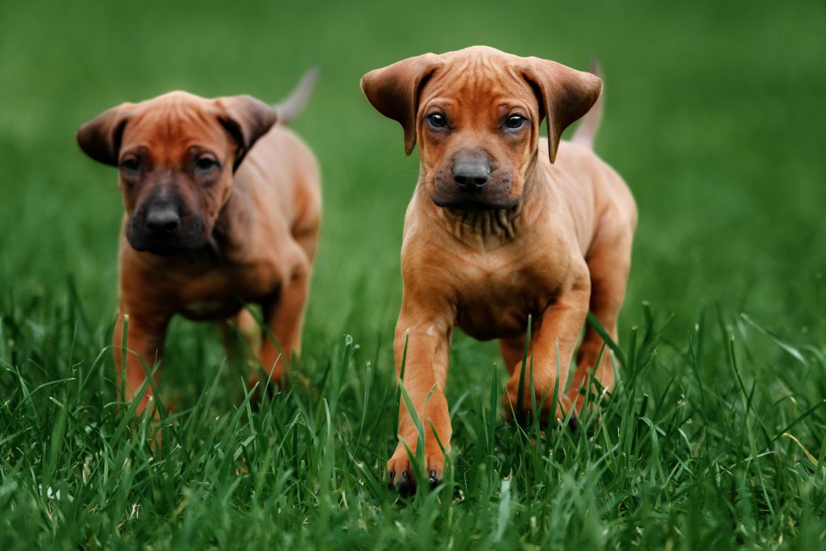 Beginner's Guide to Rhodesian Ridgebacks: An Illustrated Handbook from The Pets and Love