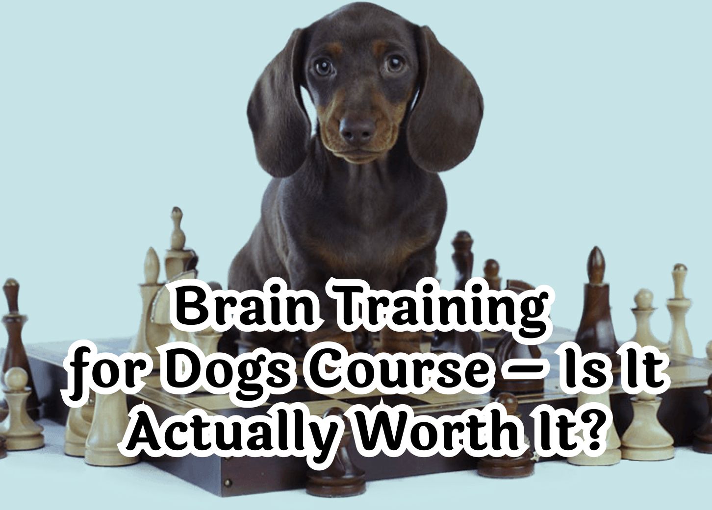 Brain Training For Dogs Course – Is It Actually Worth It?