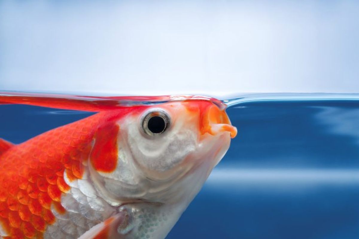 Why Your Fish Can Drown in Water Explained