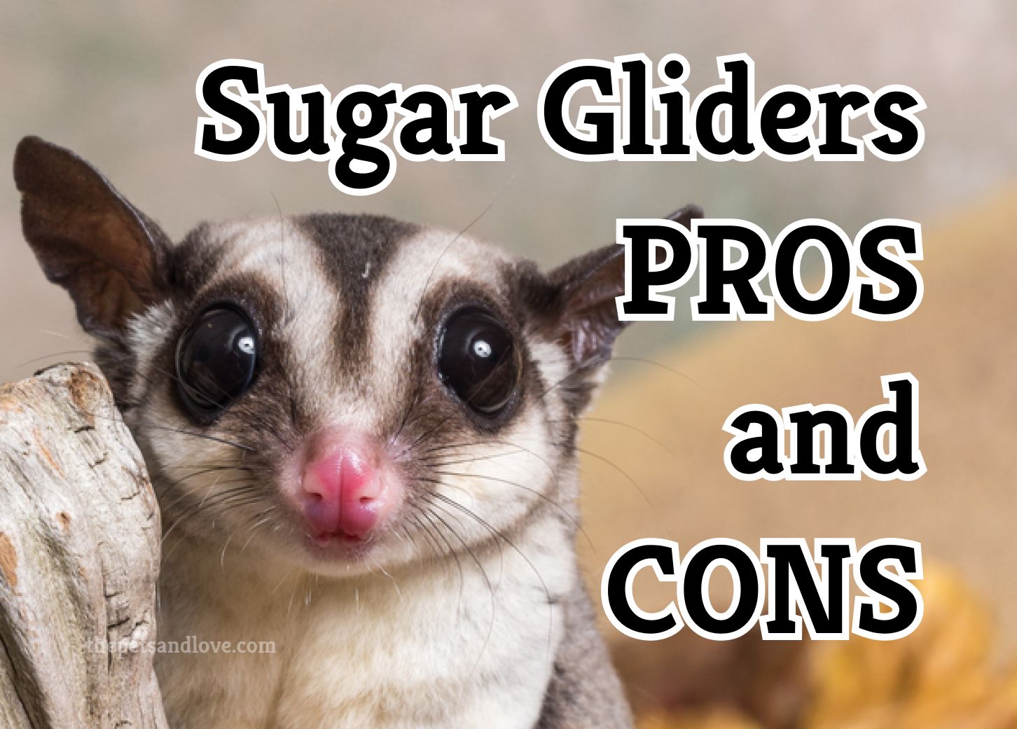 Everything You Need to Know About Sugar Gliders