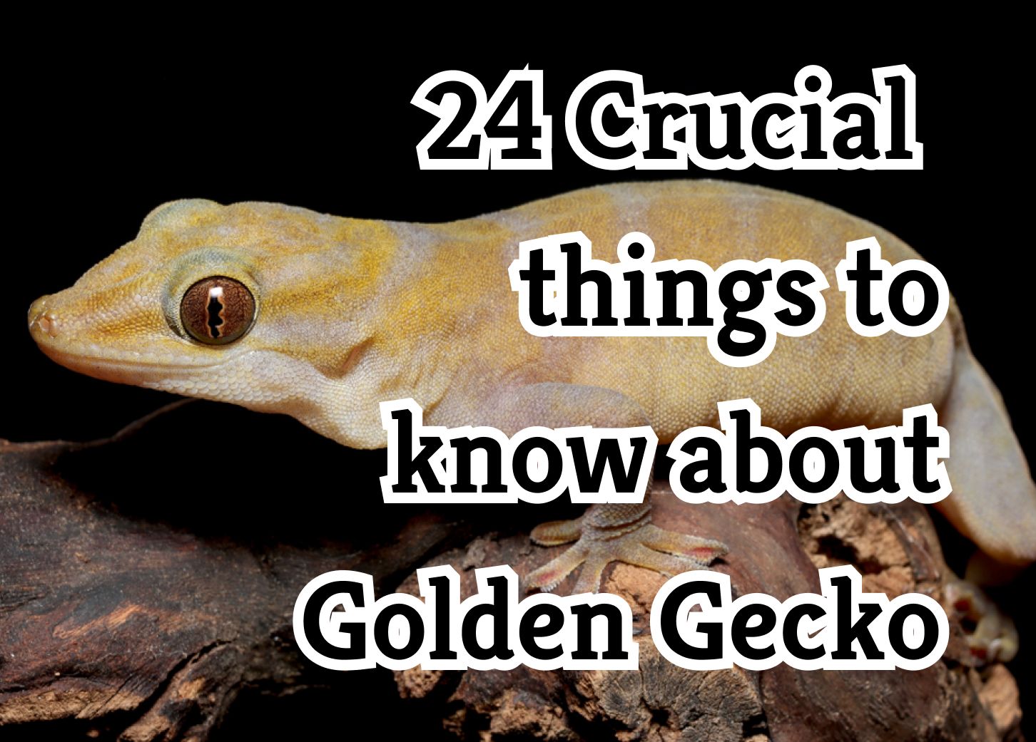 Essential Facts to Know About Golden Geckos