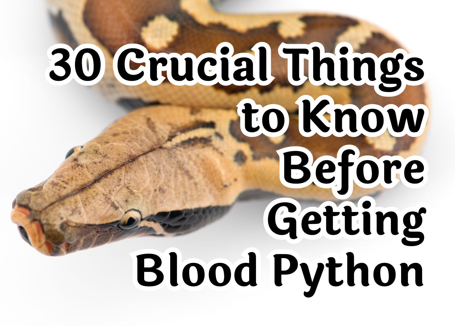 Essential Facts You Should Know About Blood Pythons