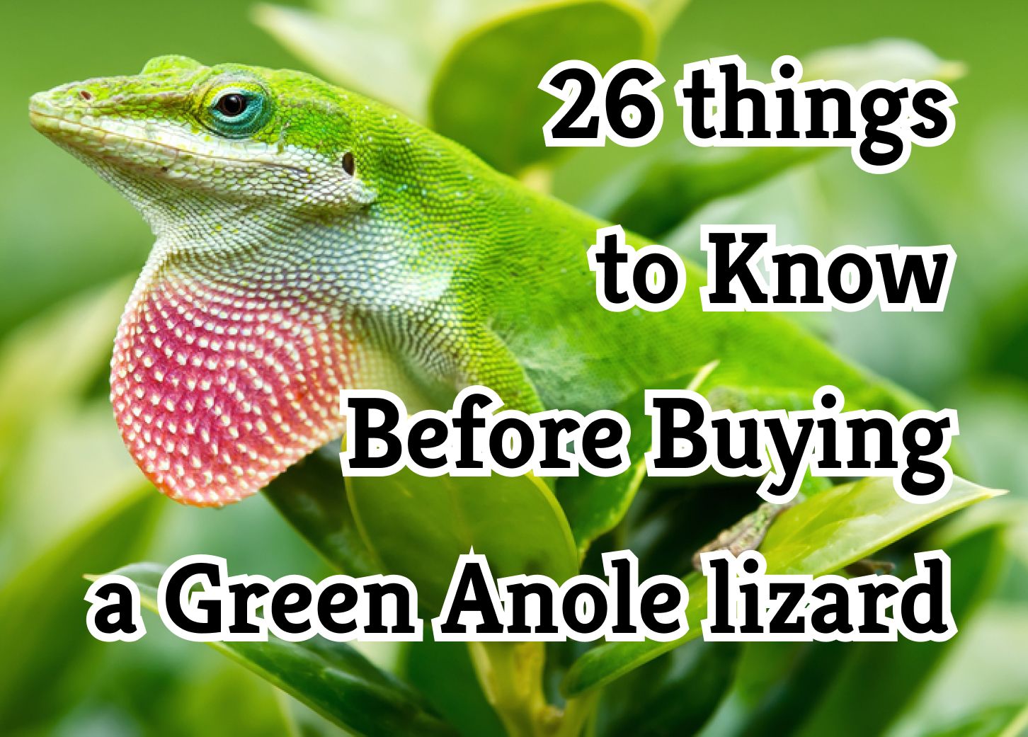 Essential Facts About Keeping Green Anoles as Pets