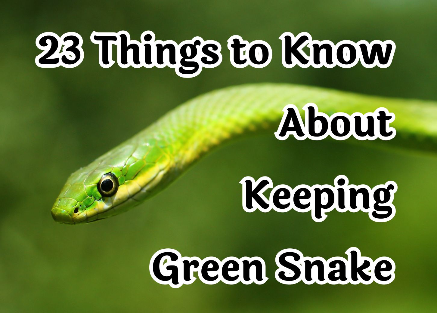 23 Crucial Things to Know About the Green Snake