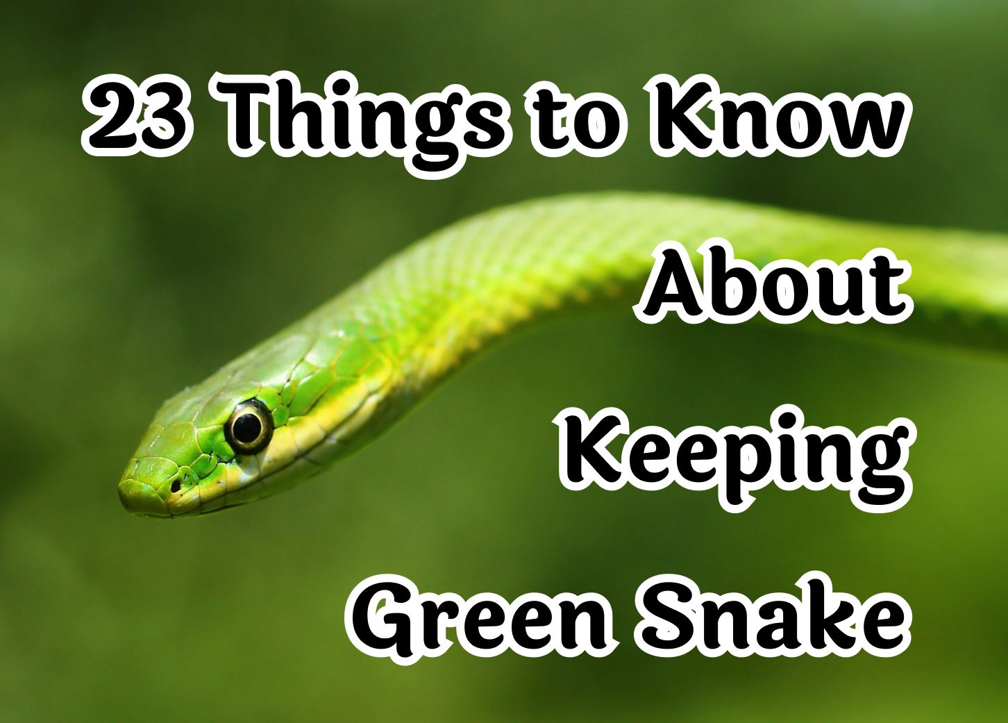 Essential Facts About the Green Snake