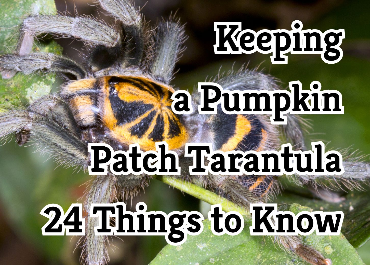 24 Crucial Things to Know About the Pumpkin Patch Tarantula