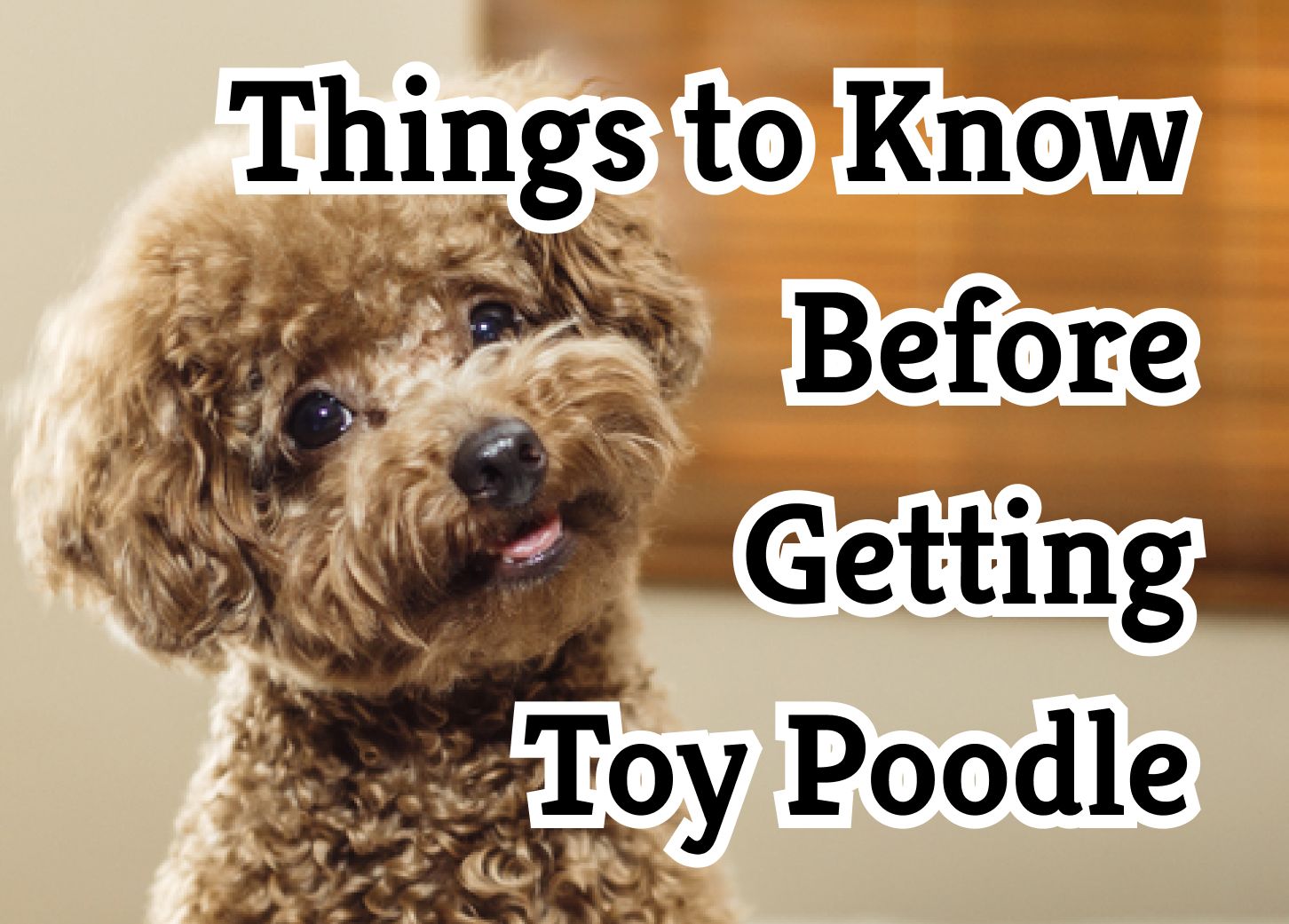 are moyen poodles hypoallergenic