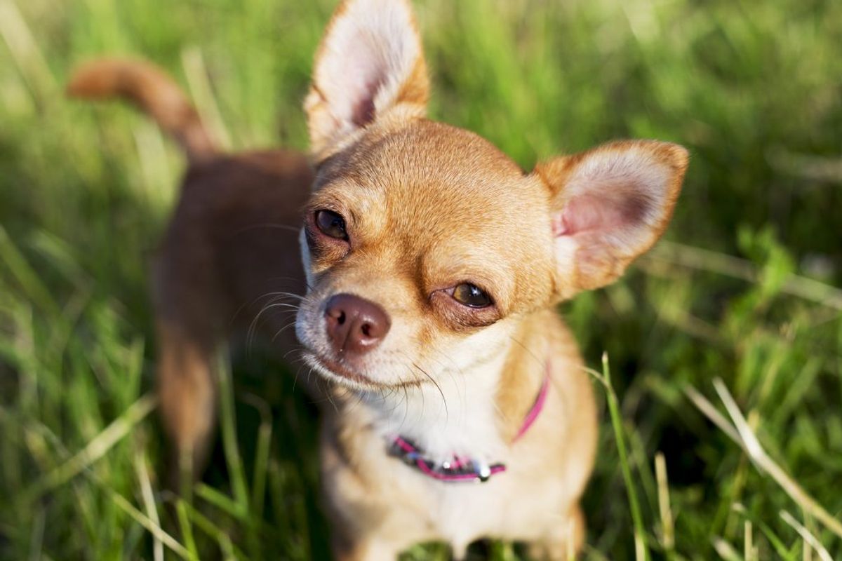 Do Chihuahuas Shed Hair? Understanding Your Pet's Shedding