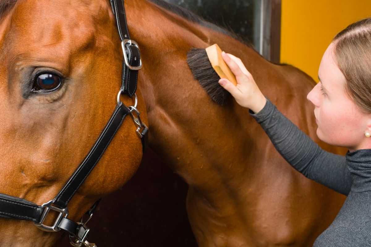 Understanding How Horses Sweat