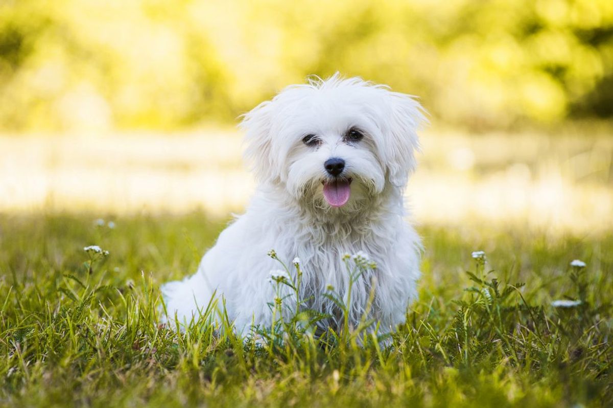 Do Maltese Dogs Shed Hair?