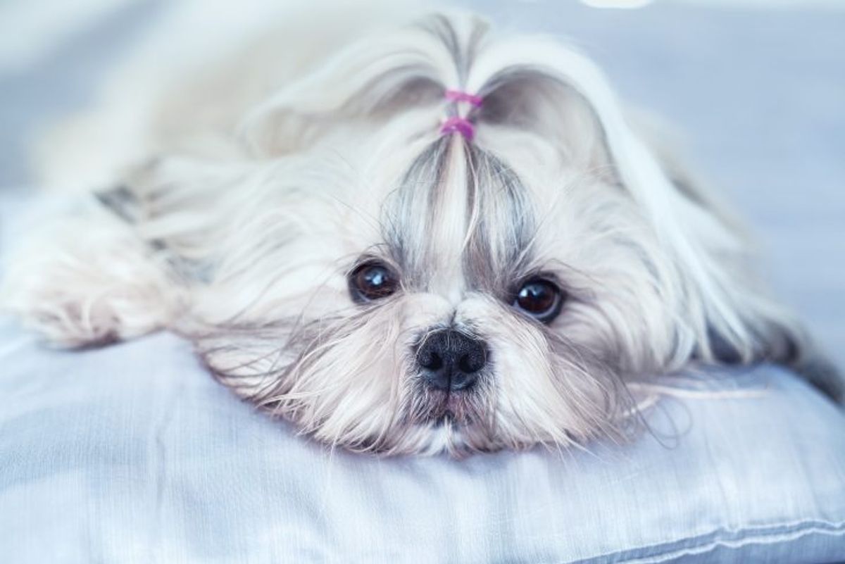 Shih Tzu Shedding: Advice for Allergy-Prone Families