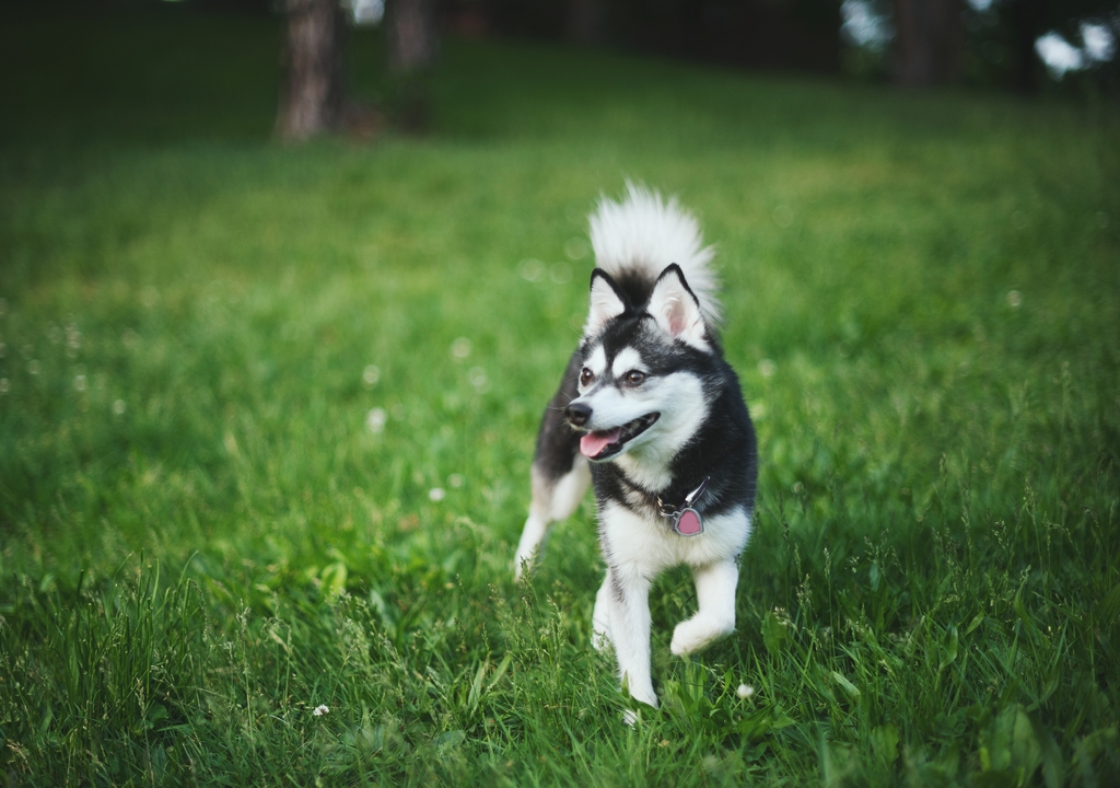 <%= breed.title %>