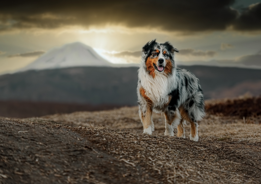 do australian shepherds have dew claws