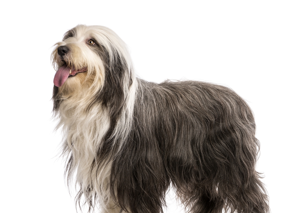<%= breed.title %>