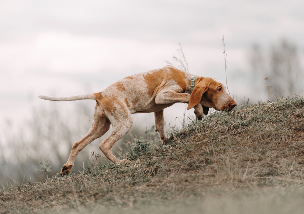 Are Bracco Italianos Good Apartment Dogs