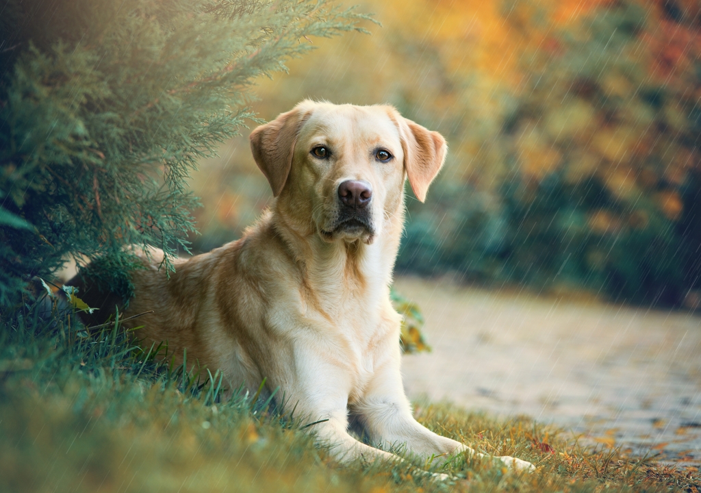 <%= breed.title %>