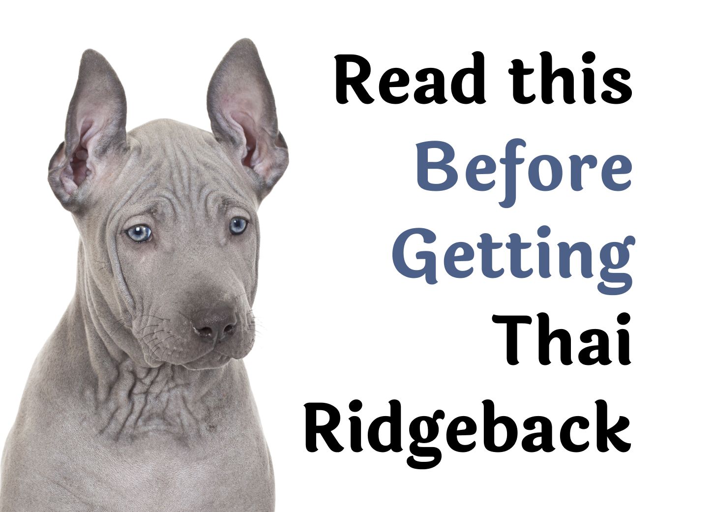 Essential Tips for Owning a Thai Ridgeback
