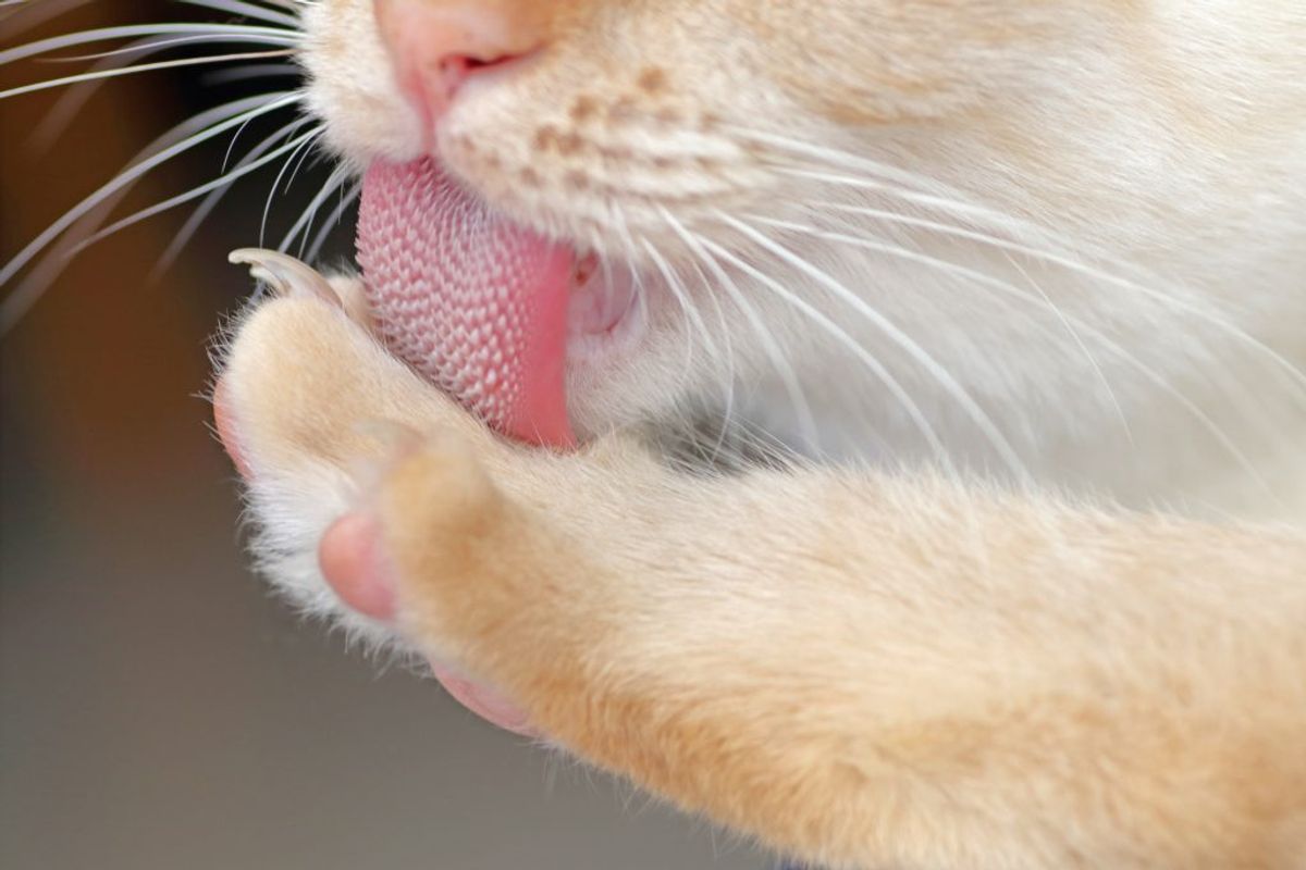 Discover Six Surprising Facts About a Cat's Tongue
