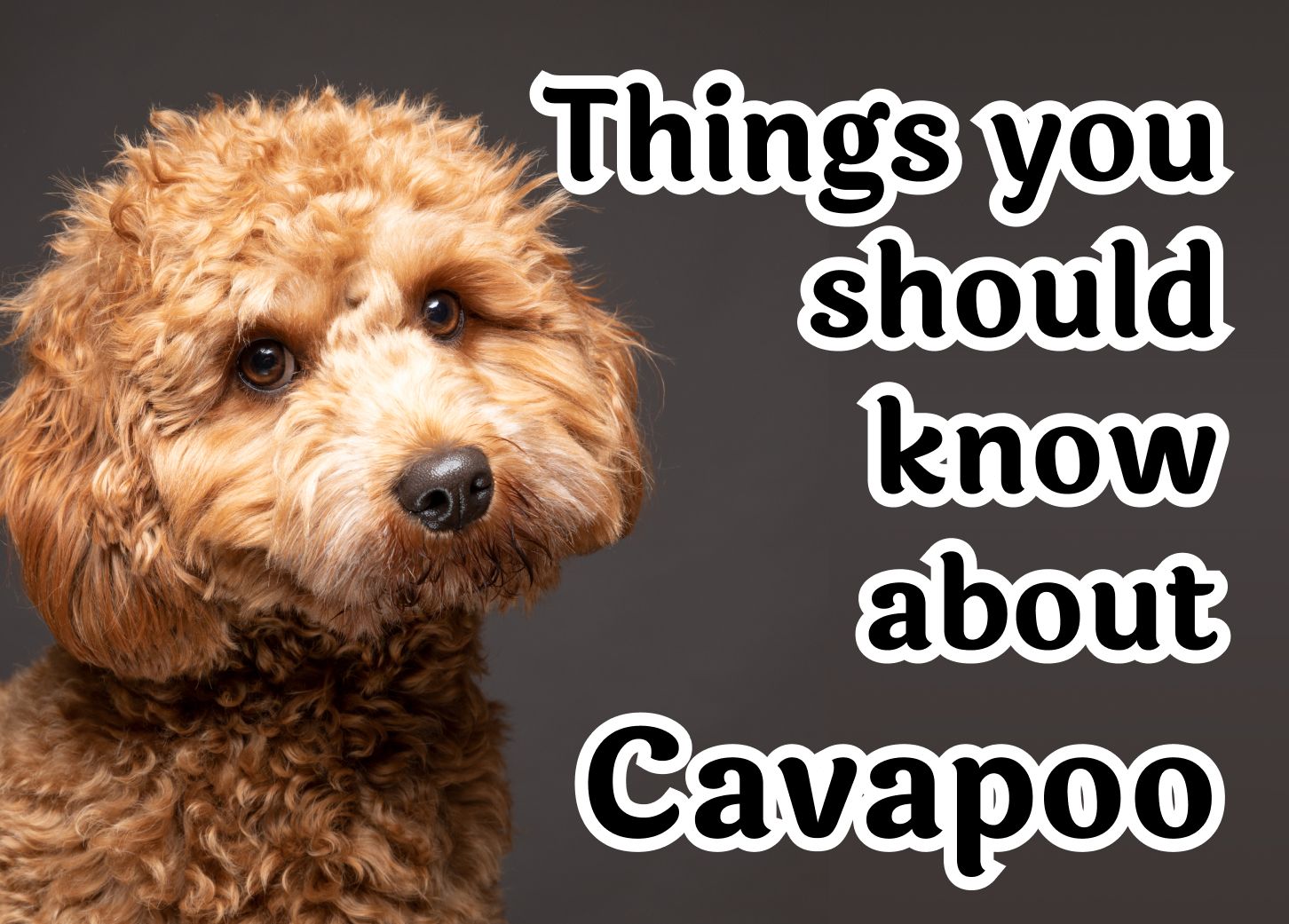 Frequently Asked Questions About the Cavapoo Breed