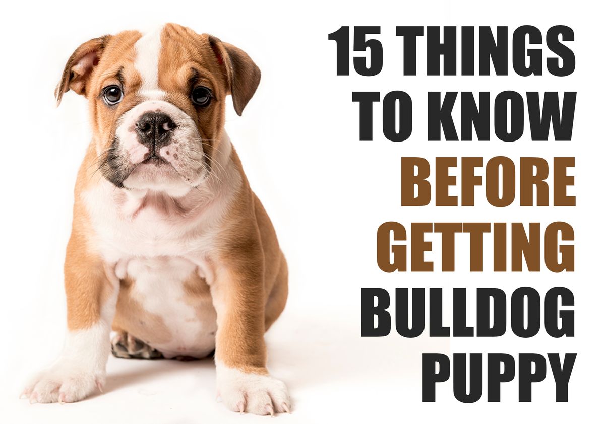 are bulldogs easy to train