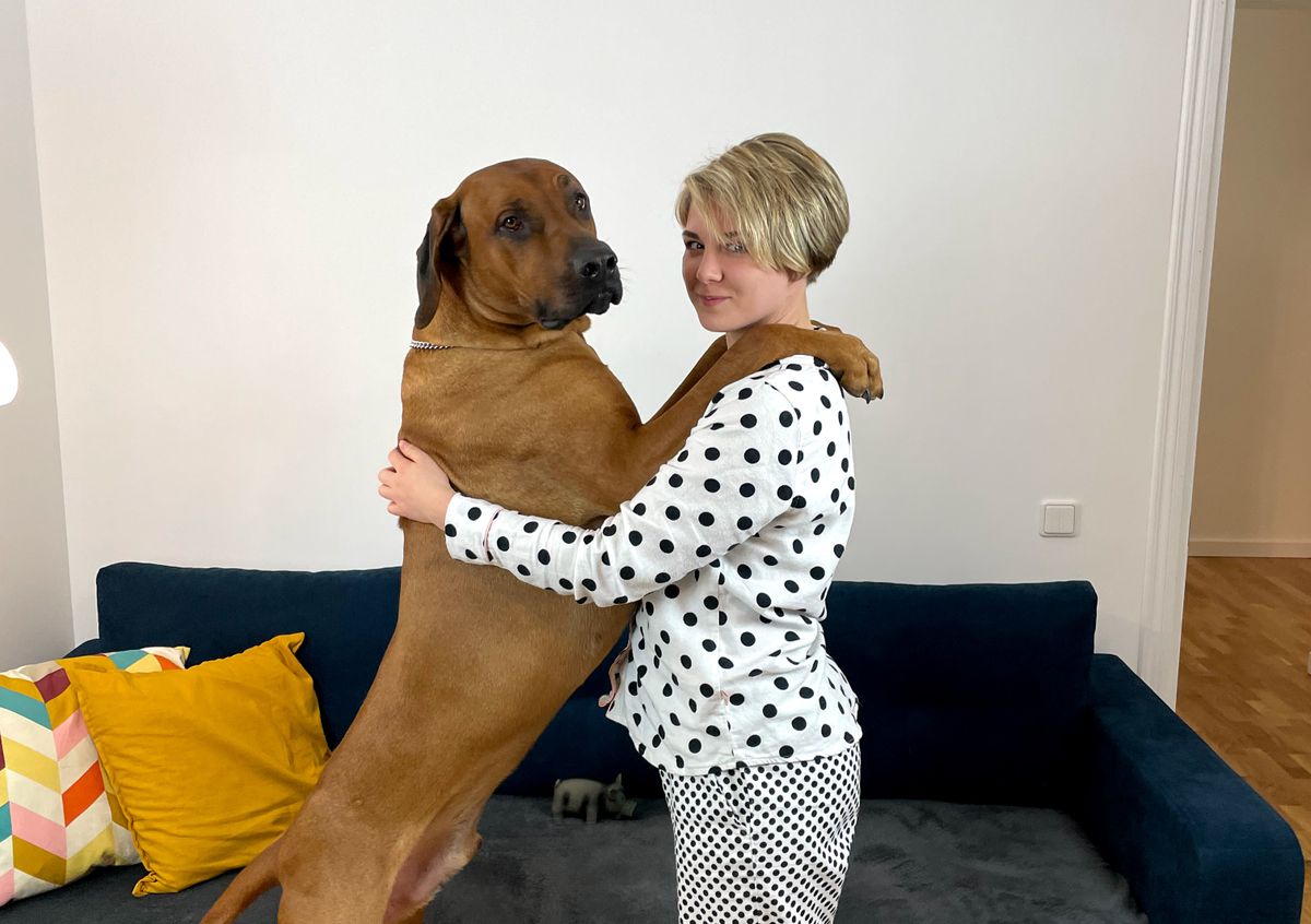 Rhodesian Ridgeback Size Guide with Pictures