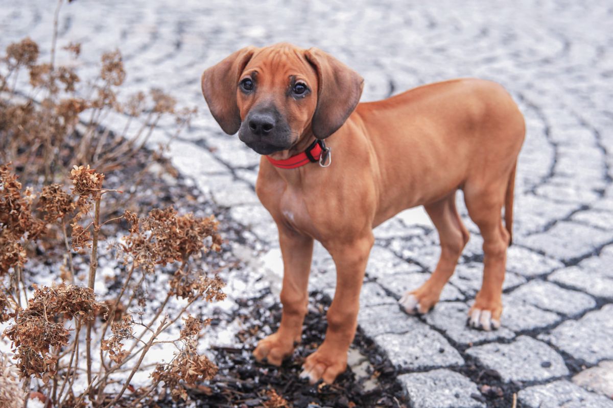 Cost of Rhodesian Ridgeback Puppies: A Comprehensive List of Expenses