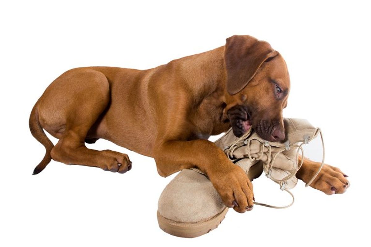 The 6 Most Common Behavior Problems in Ridgebacks and How to Solve Them