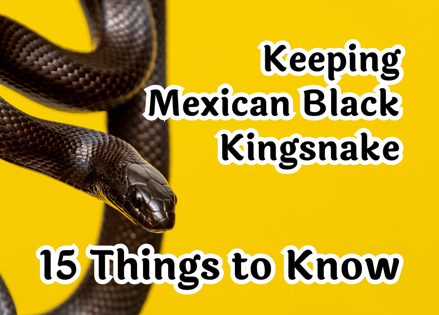 15 Essential Tips for Caring for a Mexican Black Kingsnake